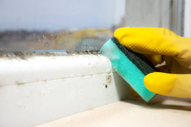 Best Toxic Mold Removal  in Williamsville, NY